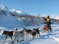 Dog sled mushing