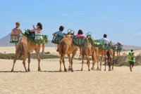 Camel ride in the desert